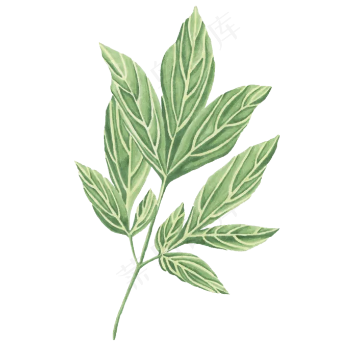 卡通手绘唯美树叶ai矢量模版下载