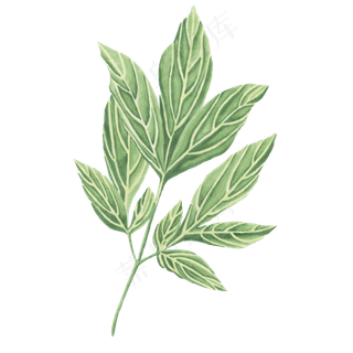 卡通手绘唯美树叶