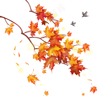 秋季仿真枫叶树枝,免抠元素
