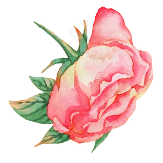 植物玫瑰蔷薇花朵