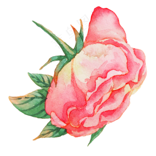 植物玫瑰蔷薇花朵