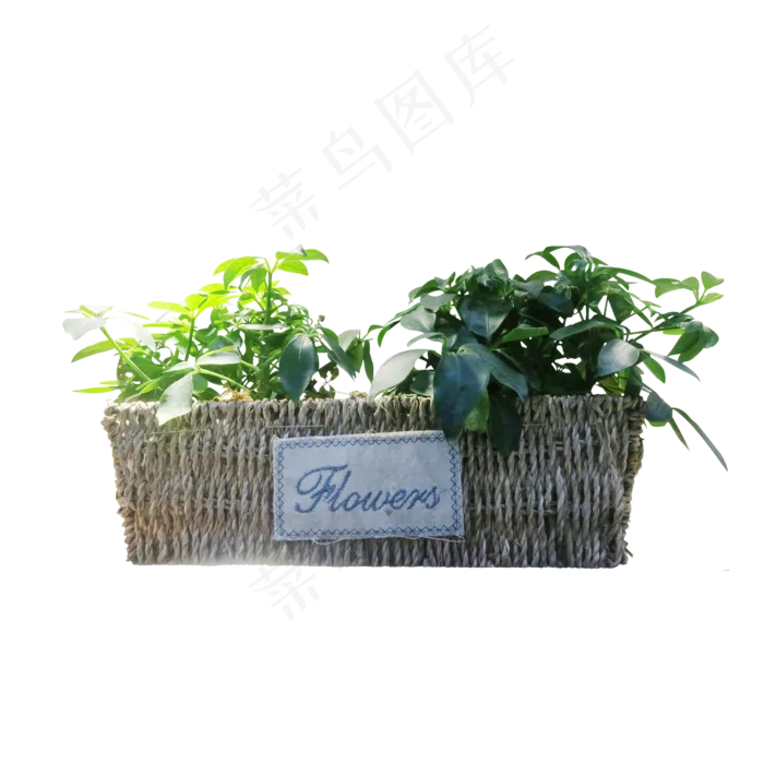 文艺草编绿色植物盆栽(2000*2000px 300 dpi )