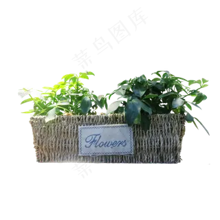 文艺草编绿色植物盆栽