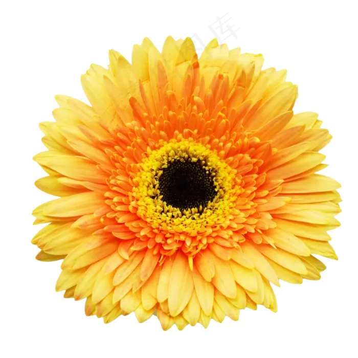 新鲜菊花黄色雏菊(2000X2000(DPI:300))