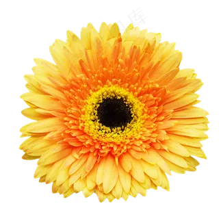 新鲜菊花黄色雏菊