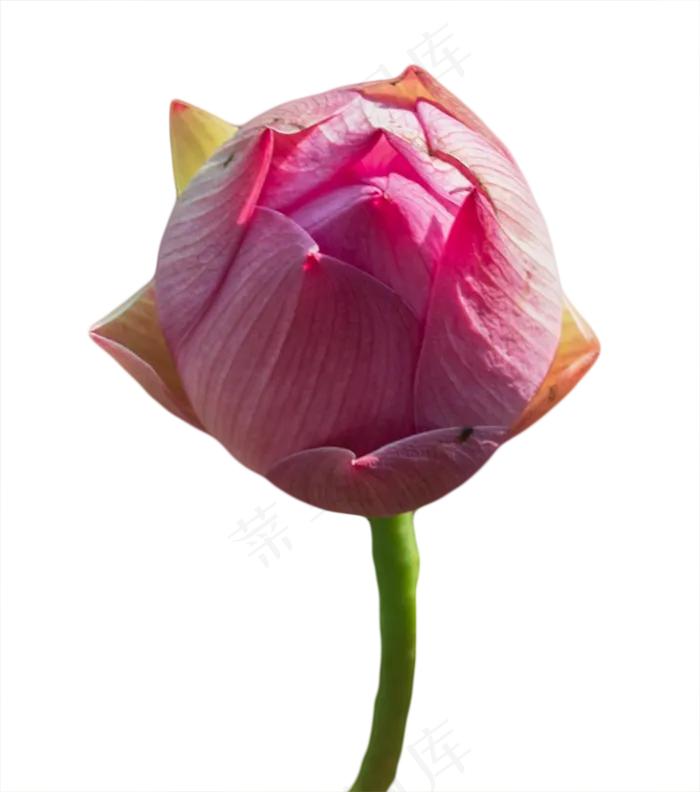 荷花花苞