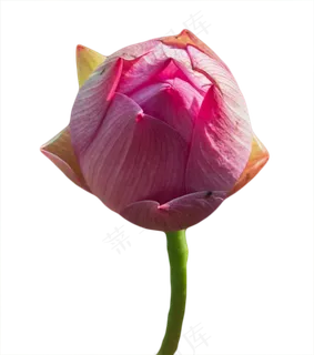 荷花花苞 荷花花苞