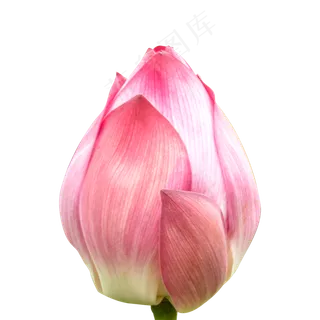 粉色荷花花苞