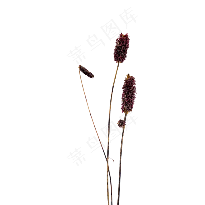 紫色干花装饰植物(2000X2000(DPI:300))