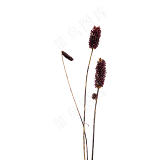 紫色干花装饰植物