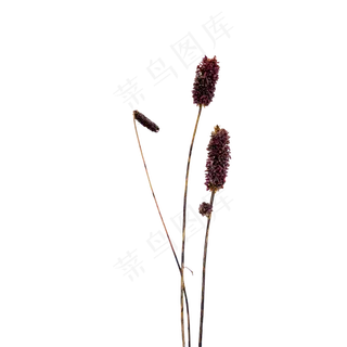 紫色干花装饰植物