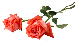 七夕粉色玫瑰花