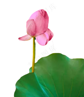 荷花荷叶花苞 荷花荷叶花苞