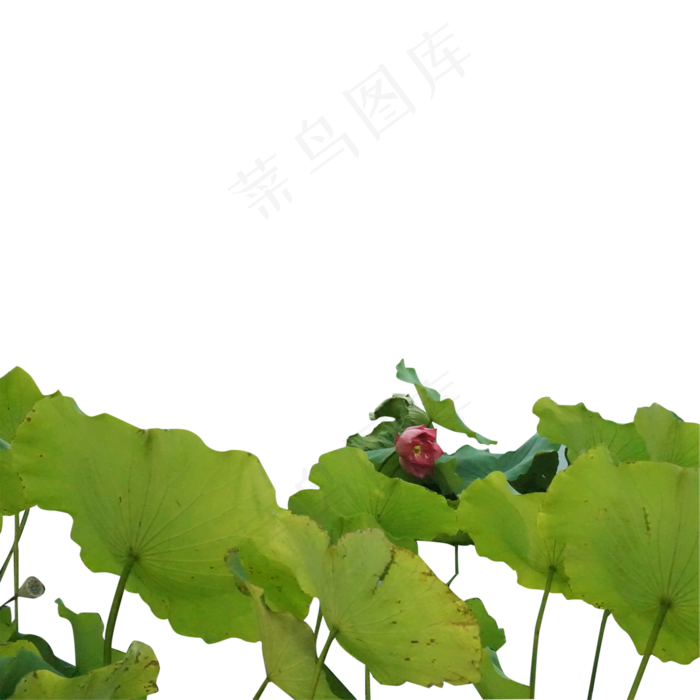 一些绿油油的荷叶(2000X2000(DPI:300))psd模版下载