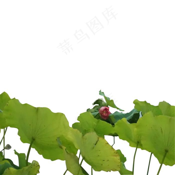 一些绿油油的荷叶(2000X2000(DPI:300))psd模版下载