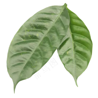 新鲜叶子