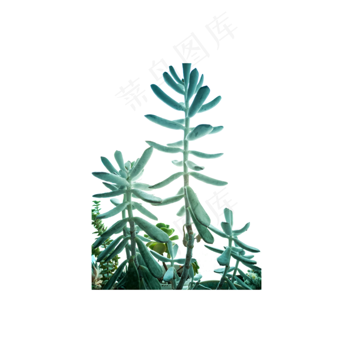 多肉植物实拍免抠