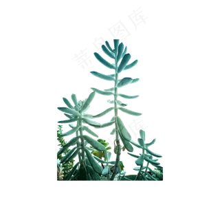 多肉植物实拍免抠
