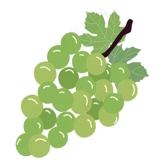 矢量水果绿葡萄提子