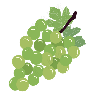 矢量水果绿葡萄提子
