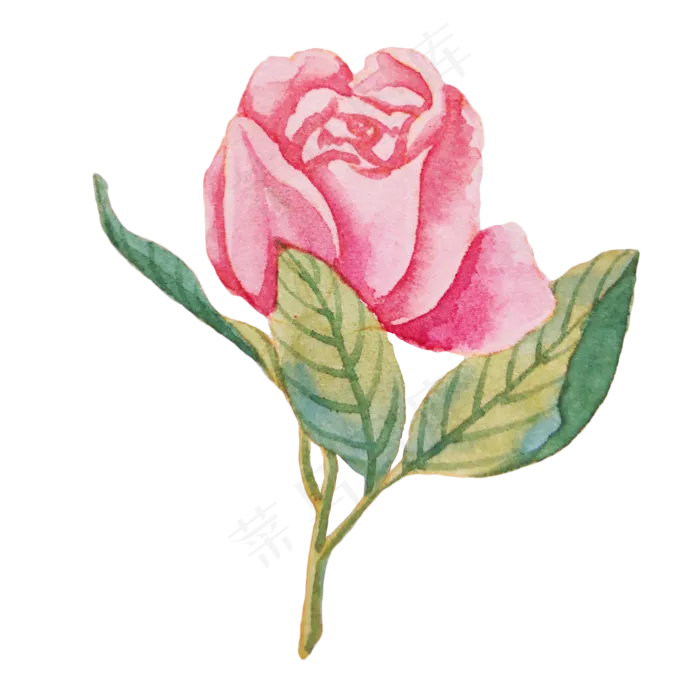 植物花朵玫瑰蔷薇(2000X2000(DPI:300))psd模版下载