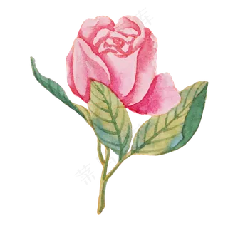 植物花朵玫瑰蔷薇