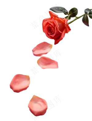 玫瑰花花束