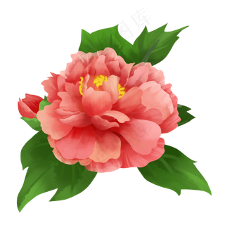 唯美喜庆粉红色牡丹手绘水彩风商