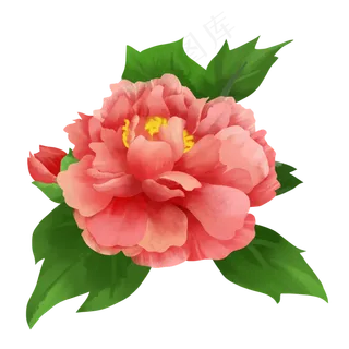 唯美喜庆粉红色牡丹手绘水彩风商