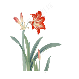 中国水墨红色百合清新工笔花鸟PNG,免抠元素