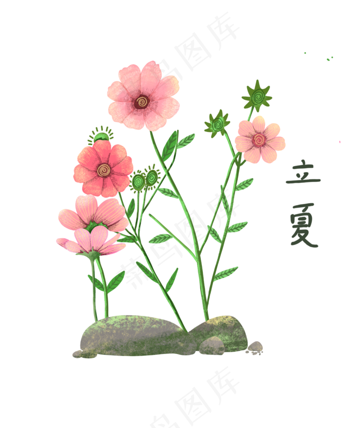 立夏粉色菊花雏菊野花可爱PNG(2500X3000(DPI:300))psd模版下载