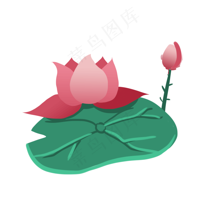 池塘荷花插画粉色