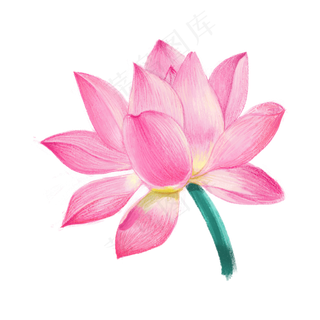 夏天立夏夏季唯美粉色绽放荷花