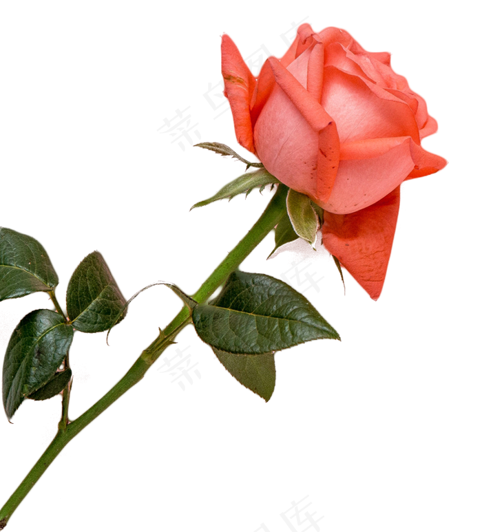 玫瑰花花束,免抠元素