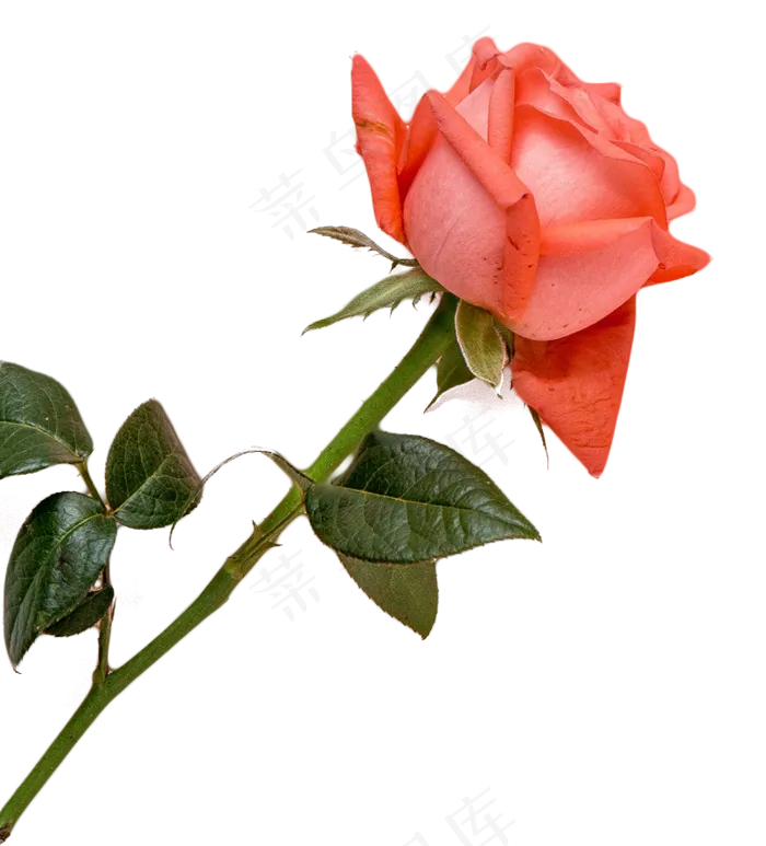 玫瑰花花束,免抠元素(810X895(DPI:300))psd模版下载