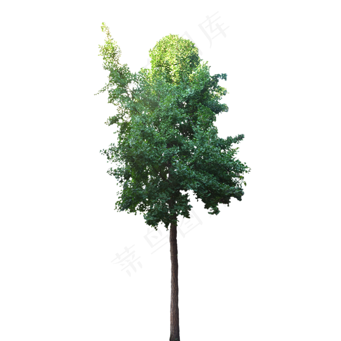 绿色银杏树,免抠元素