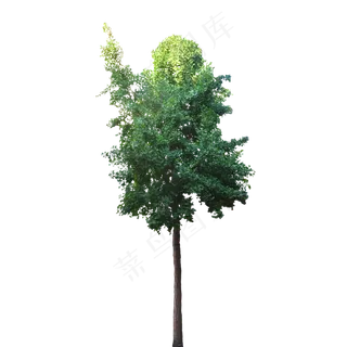 绿色银杏树,免抠元素