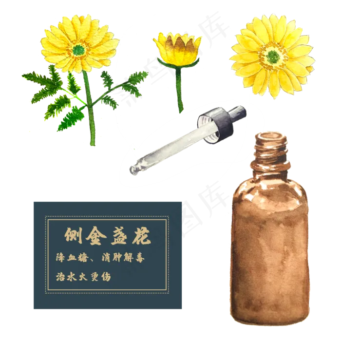 花类中草药金盏花春夏菊(2500X2500(DPI:300))psd模版下载
