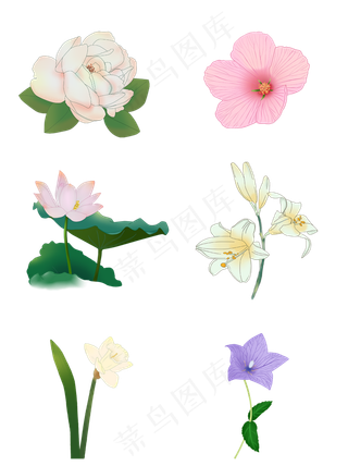 手绘花套图牡丹木槿荷花百合水仙