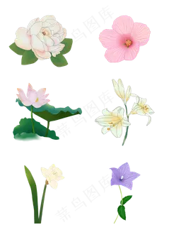 手绘花套图牡丹木槿荷花百合水仙 手绘花套图牡丹木槿荷花百合水仙