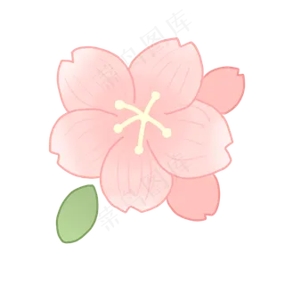 一大朵粉色的樱花