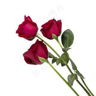 情人节鲜艳玫瑰