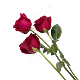 情人节鲜艳玫瑰