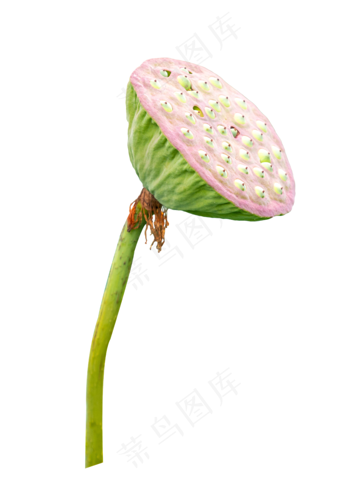 荷花莲蓬(3000X3000(DPI:299))