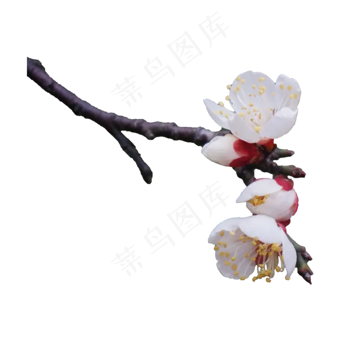 许多白色小花png,免抠元素
