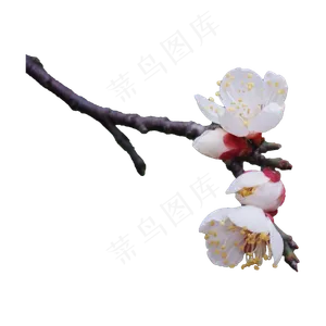 许多白色小花png,免抠元素