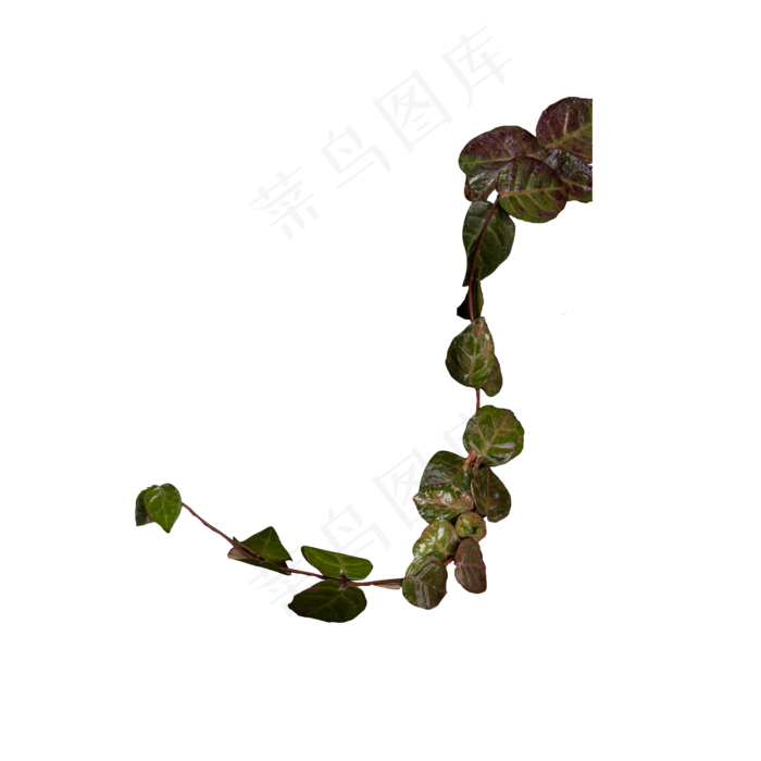 绿色植物叶子元素(2000X2000(DPI:300))psd模版下载