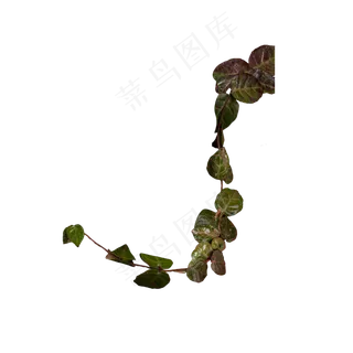 绿色植物叶子元素