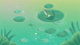 夏天池塘荷叶青蛙