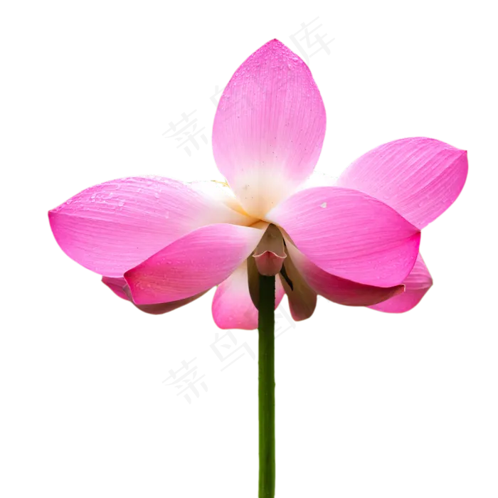 荷花花瓣(3000X3000)